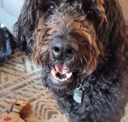 Photo of Bodhi