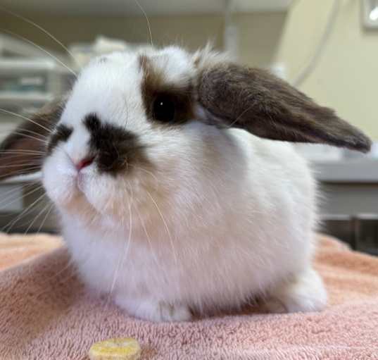 Photo of Flapjack