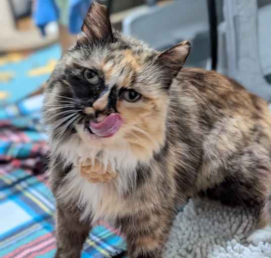 Photo of Lady