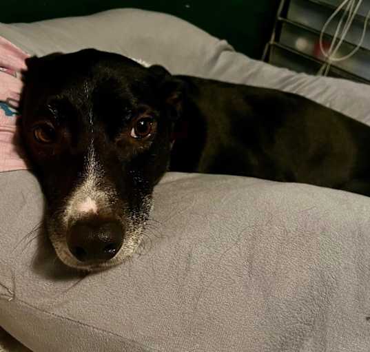 Photo of Trix