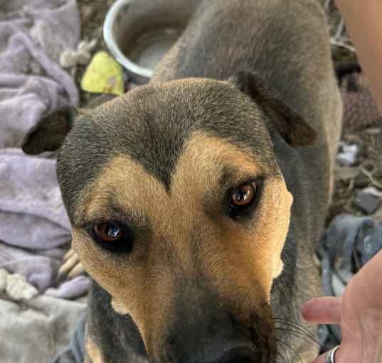 Photo of Milo