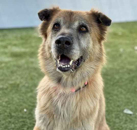 Photo of BELLATRIX-A2146337