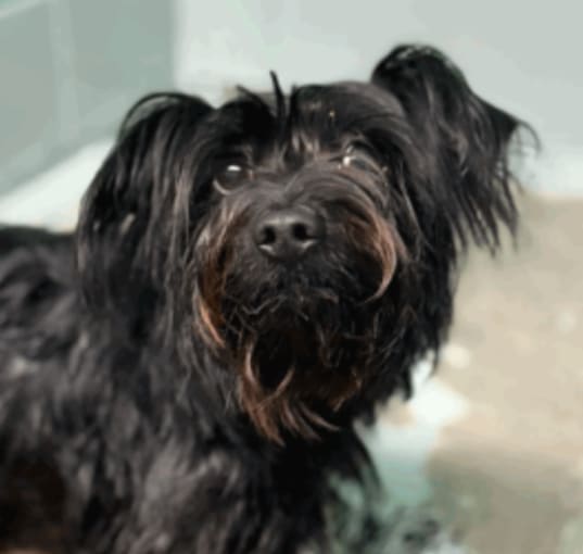 Photo of Nova