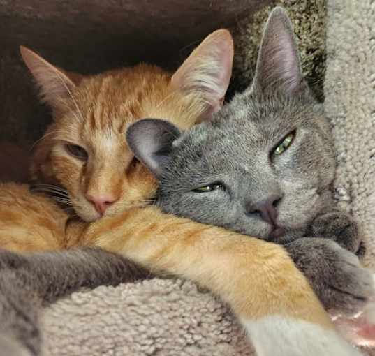 Photo of Gizmo(Bonded with Fanta)