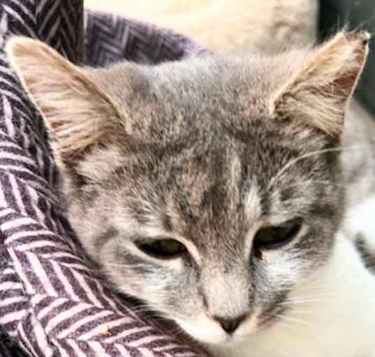 Photo of Purina