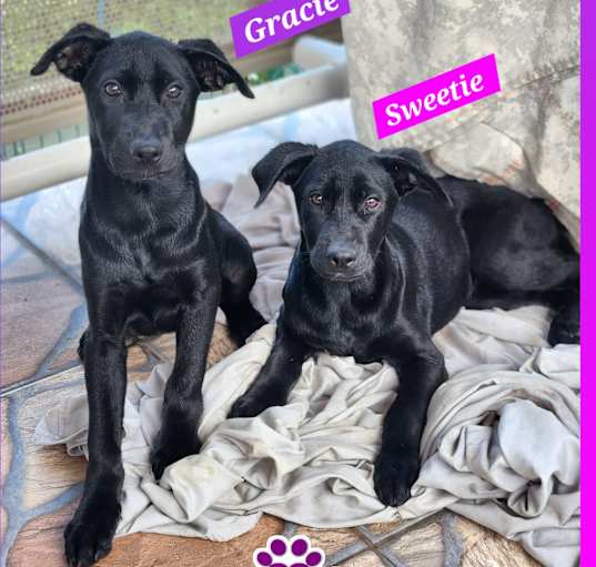 Photo of Gracie & Sweetie