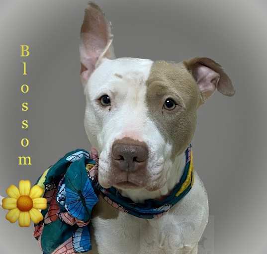 Photo of BLOSSOM