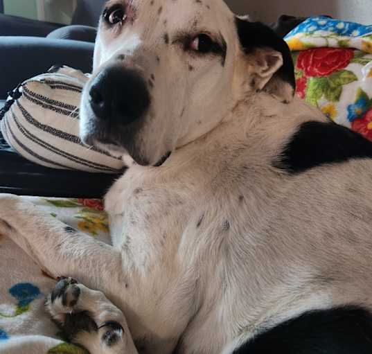 Photo of Gracie
