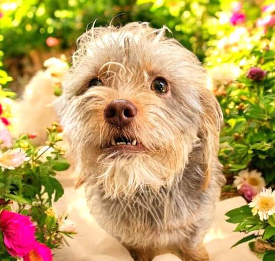 Photo of ROSE