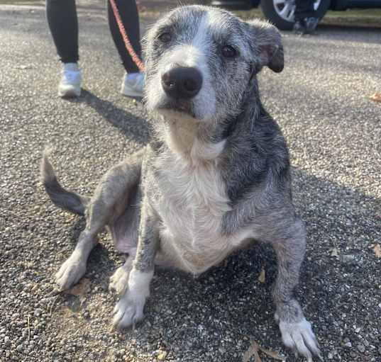 Photo of Pepper