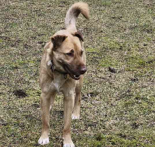 Photo of SKIPPER
