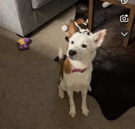 Photo of scout
