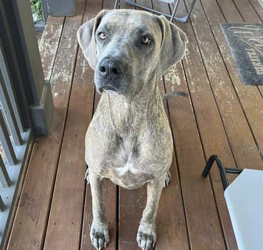 Photo of Luna
