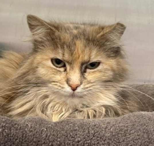 Photo of Munchkin