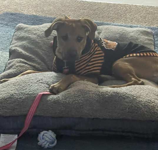 Photo of Artemis