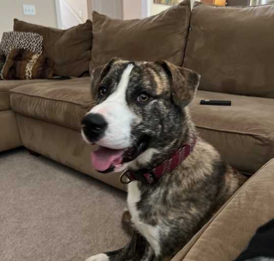 Photo of Mojo