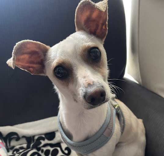 Photo of Duchess Linda