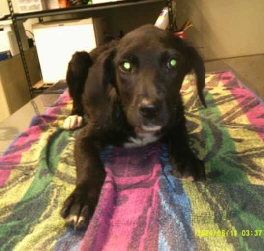 Photo of Ruby