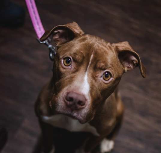 Photo of Ginger