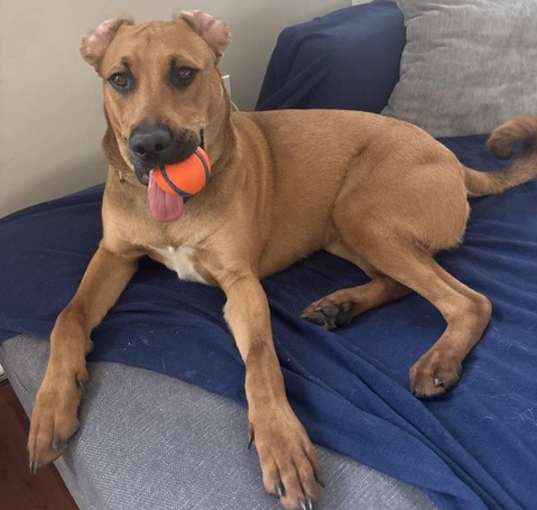 Photo of ARROW (now Loki)