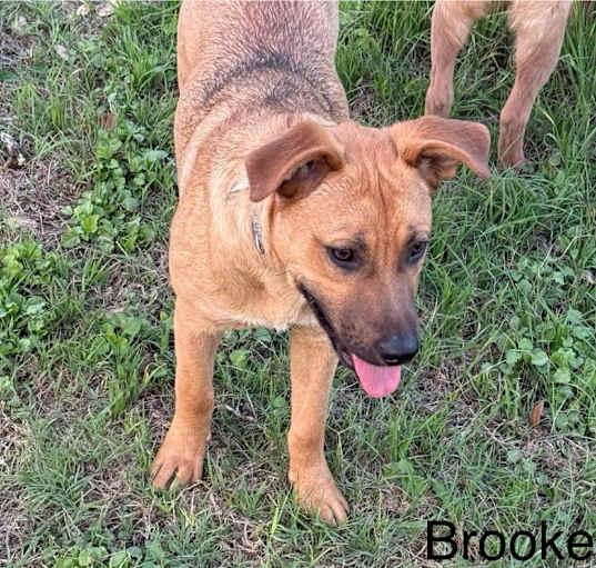 Photo of Brooke KA