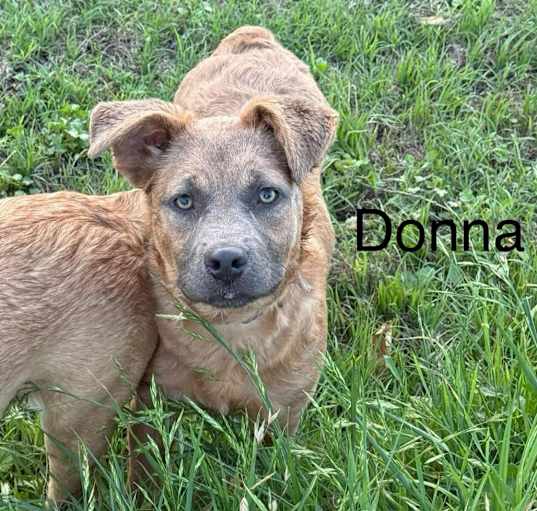 Photo of Donna KA