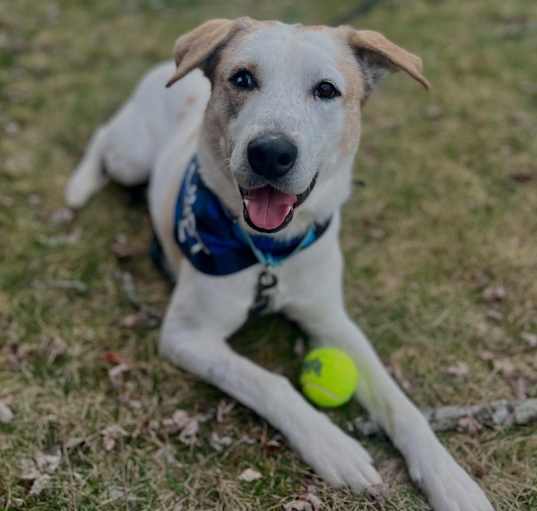 Photo of Sammy Boy 