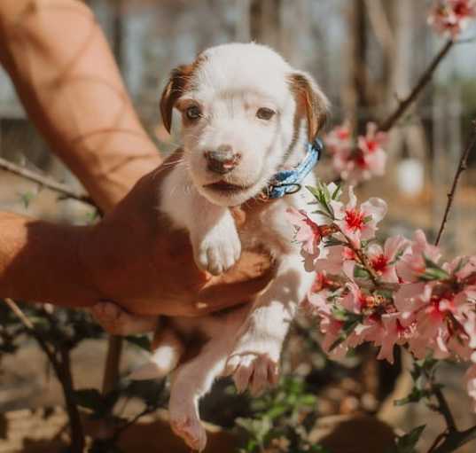 Photo of 101 Dalmatians Litter: Freckles