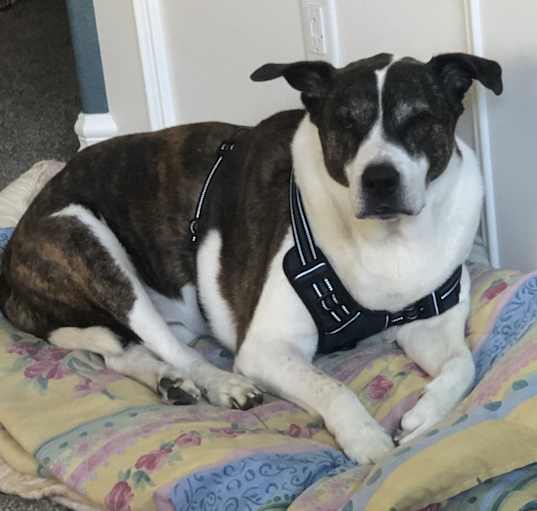 Photo of Cooper