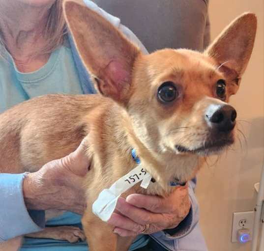 Photo of Charlie *Adopt or Foster*