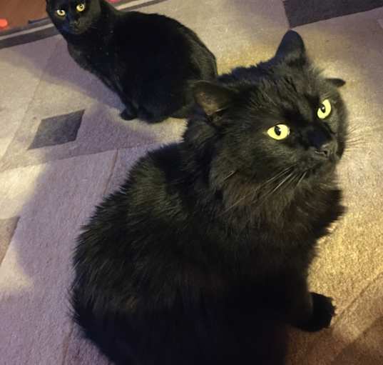 Photo of Obi and Zoe