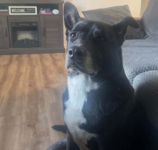 Photo of Bo