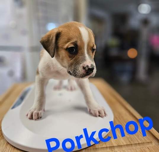 Photo of Porkchop