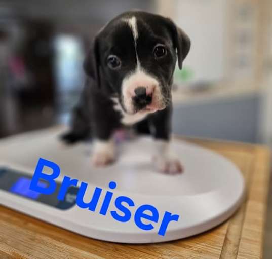 Photo of Bruiser