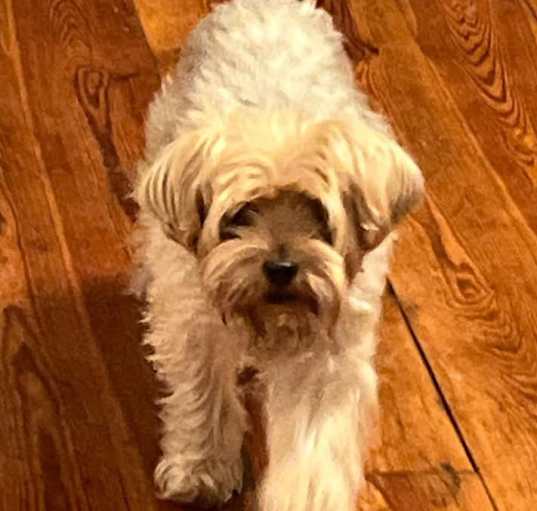Photo of Belle