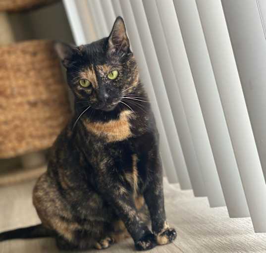 Photo of Mimosa