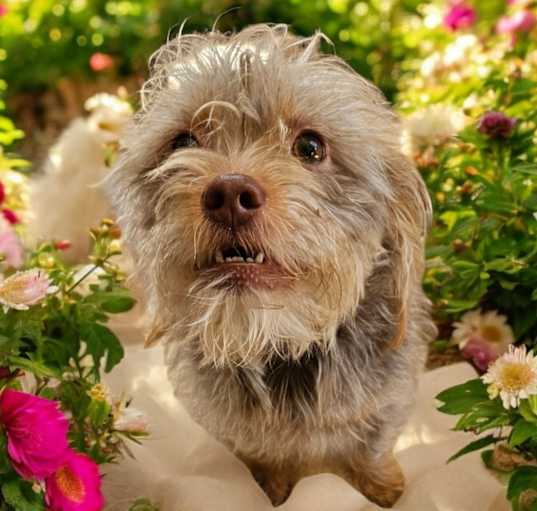 Photo of Rose