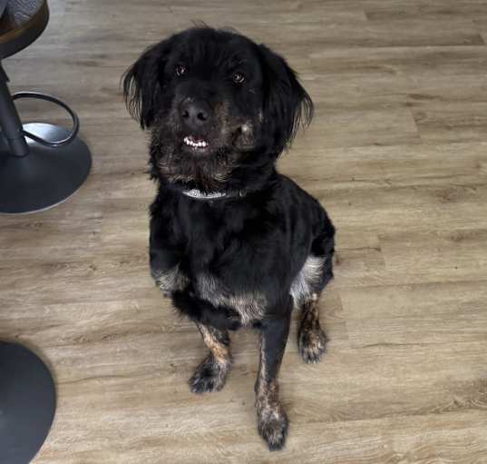 Photo of Diesel