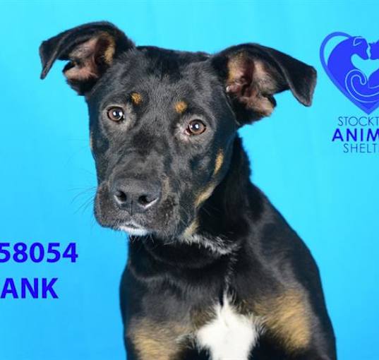 Photo of HANK
