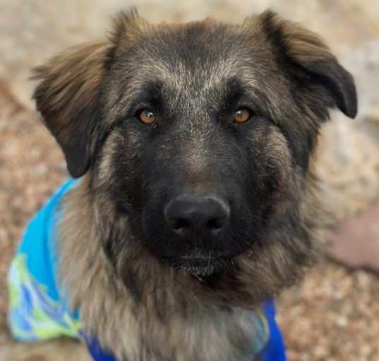 Photo of Ryder