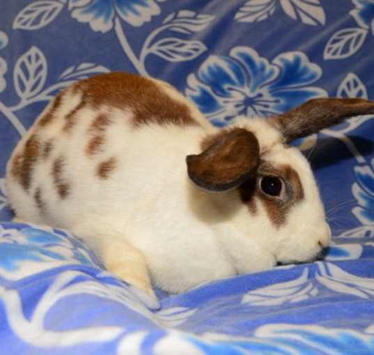 Photo of Cassidy