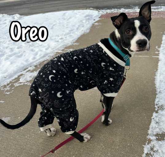 Photo of Oreo