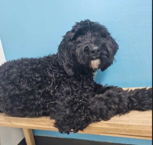 Photo of Bailey