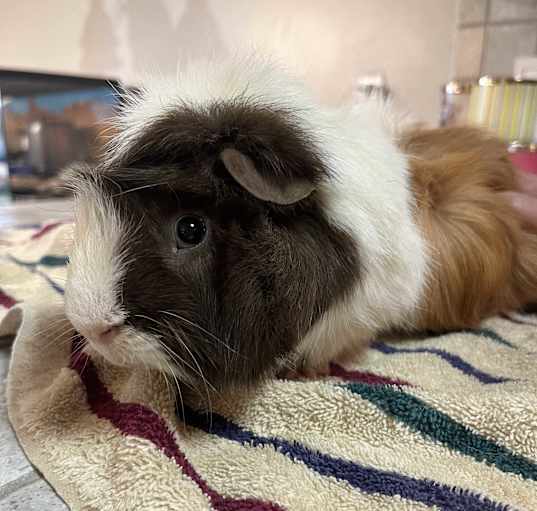 Photo of Chuck