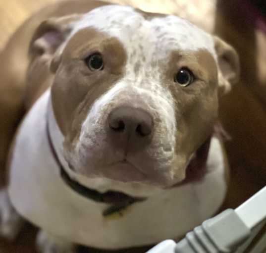 Photo of Rosie