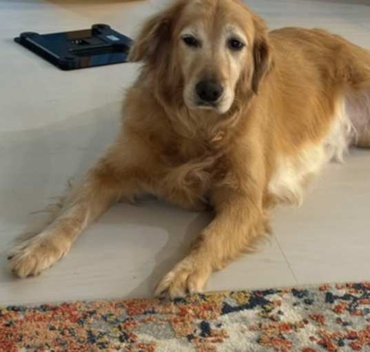 Photo of Mochi