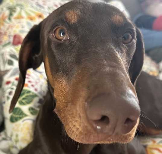 Photo of Mabel