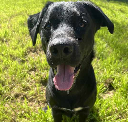 Photo of Bear
