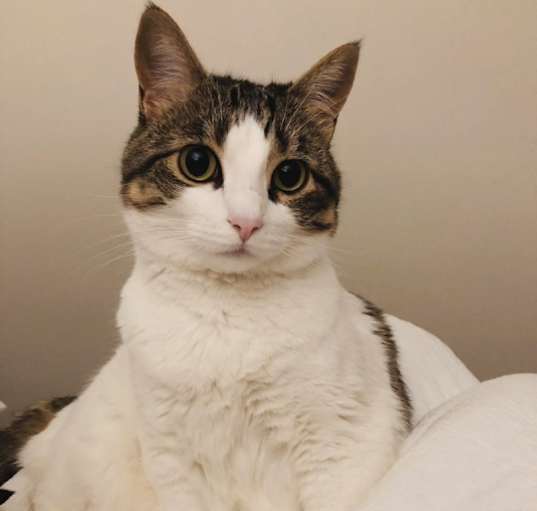 Photo of Lacy