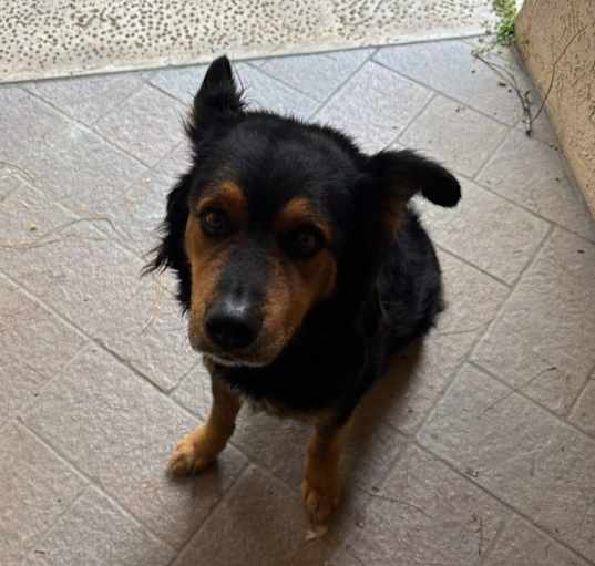 Photo of Buddy